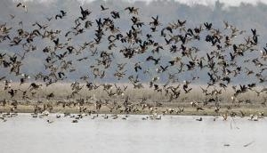 Bird Flu: Samples of birds including peacock test positive for Avian Influenza in J-K's Udhampur