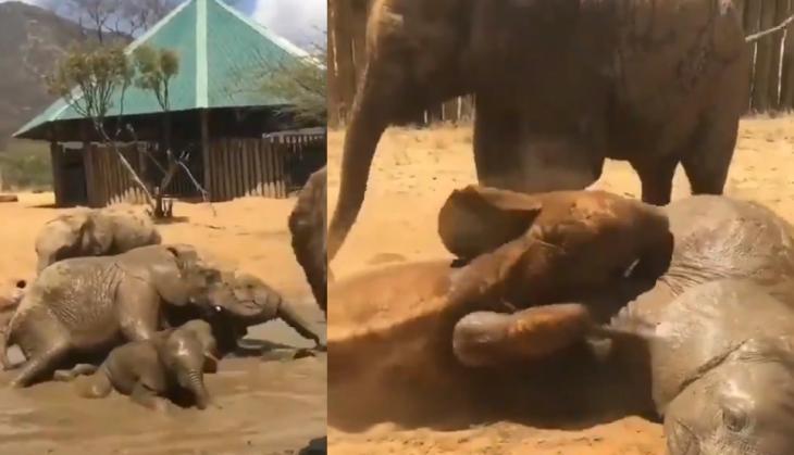 Elephant Video