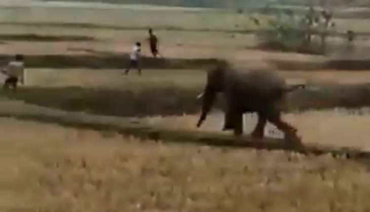 Elephant