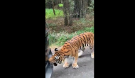 Tiger tries to pull tourist vehicle; know what happens next in this viral video