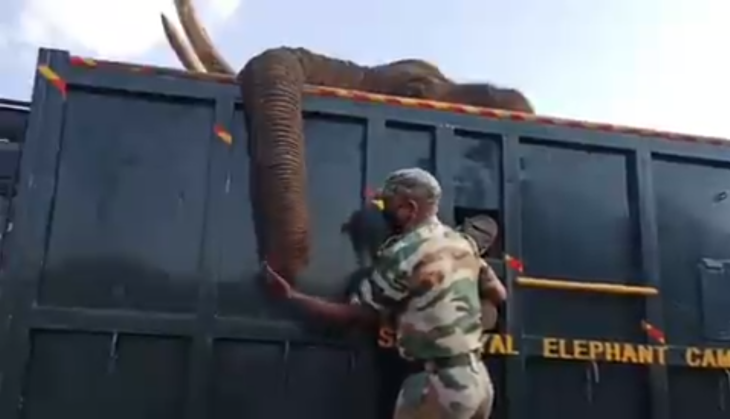Elephant Video