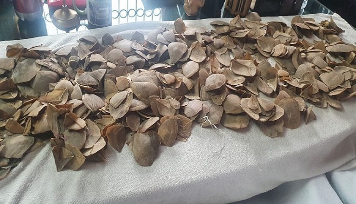 West Bengal: Man in possession of Pangolin scales arrested