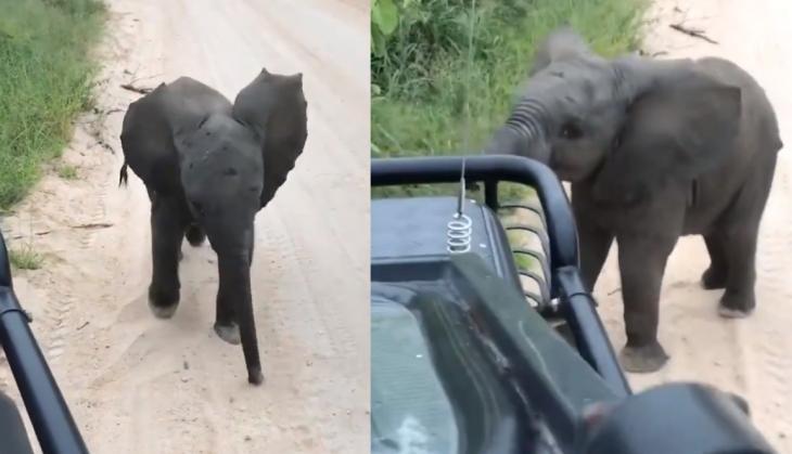 Baby Elephant