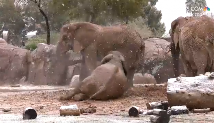 baby elephant