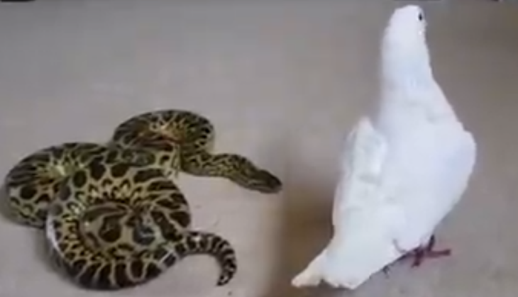 snake
