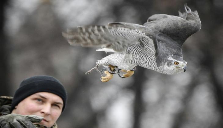 eagle