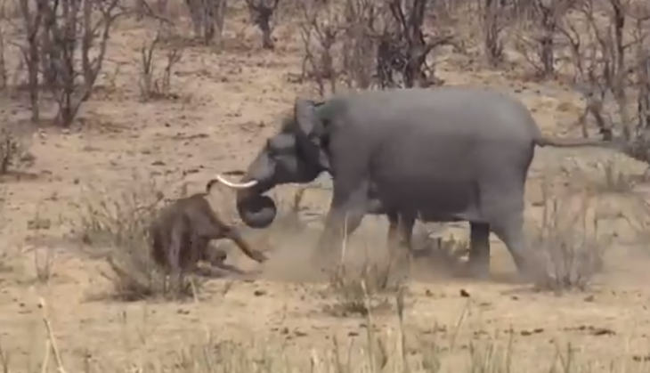 Elephant Got Angry Then Inflicted On Buffalo See How He Took His Life In The Video Viral News News In Hindi ह थ क आय ग स स त भ स पर कर द य