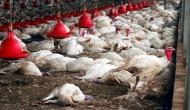 Japan: Thousands of chickens to be culled in Ibaraki Prefecture amid bird flu outbreak 