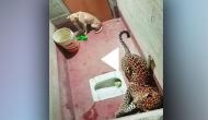 Terrifying! Dog trapped with leopard inside toilet for 7 hours; know what happened next