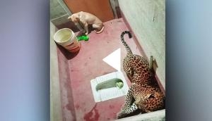 Terrifying! Dog trapped with leopard inside toilet for 7 hours; know what happened next