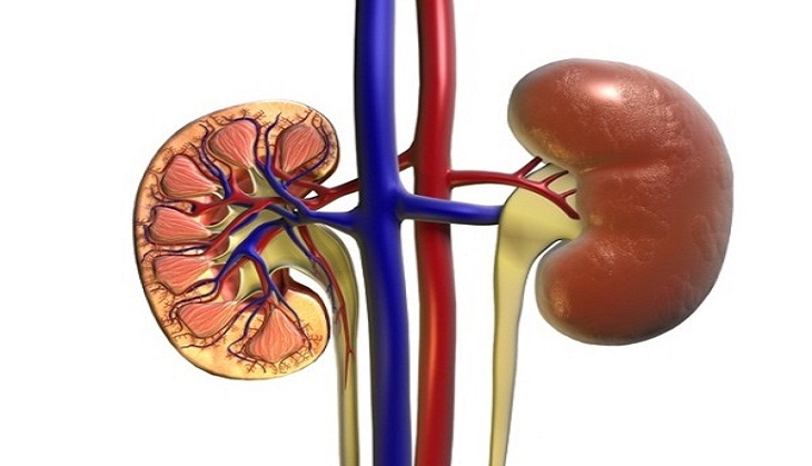 Study reveals psychosocial factors may drive peritoneal dialysis patient dropout