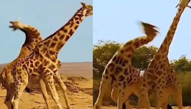 viral video