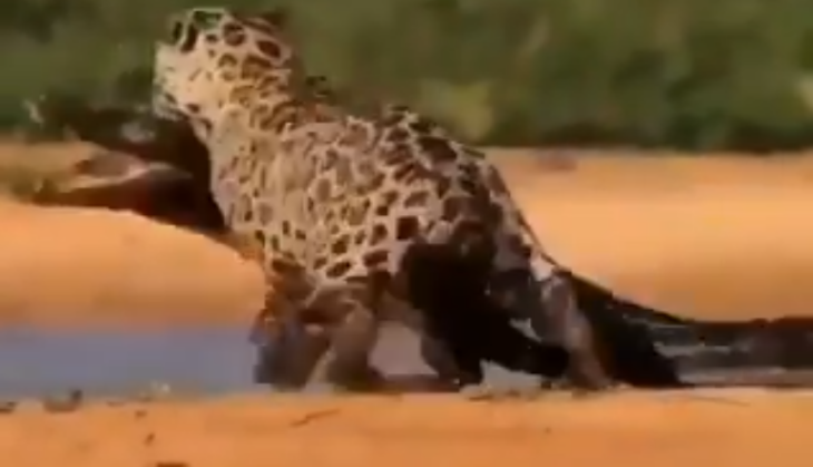 viral video