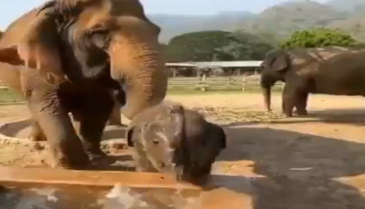 Elephant