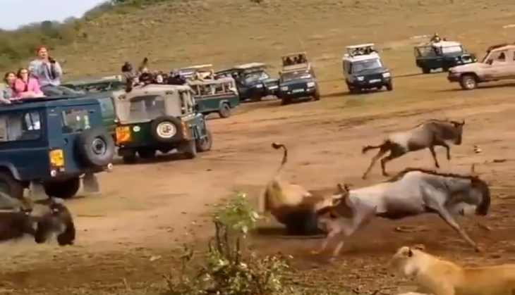 Lion Attack