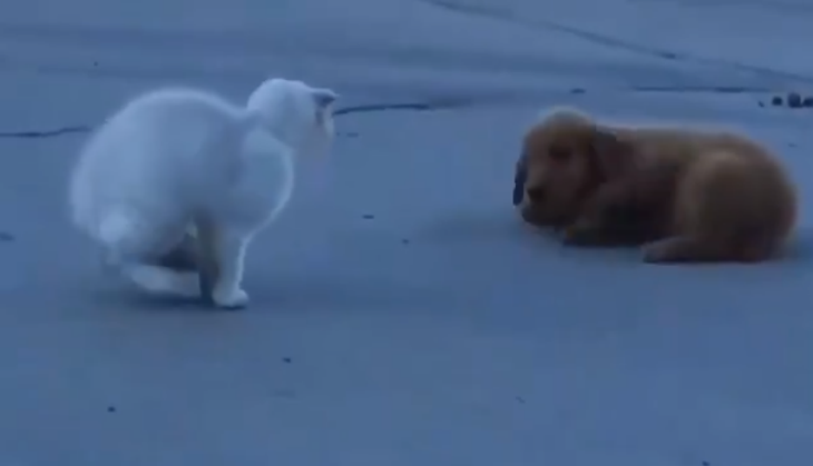 cat and Dog