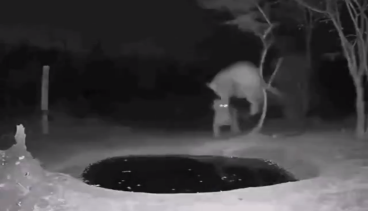 Leopard video