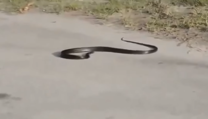 snake video