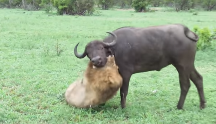 viral video