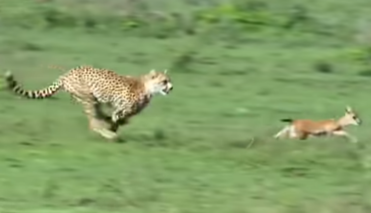 Cheetah and Deer