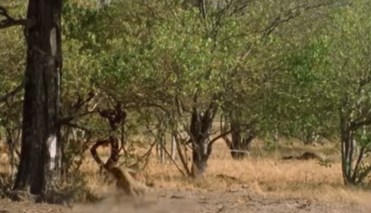 Leopard