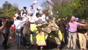 Fuel price hike: SAD MLAs ride to Punjab Assembly on bullock carts 