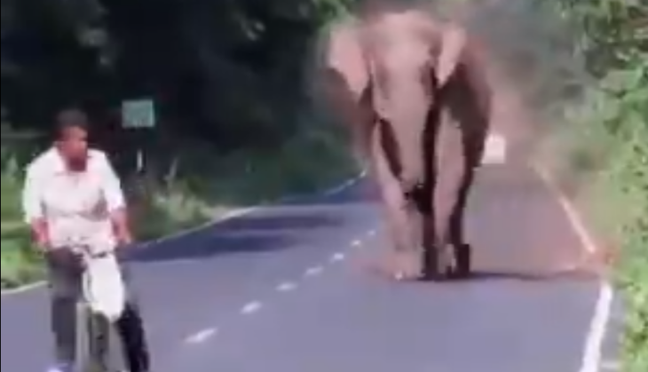 Elephant
