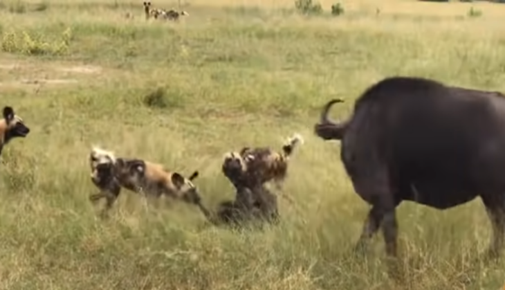 wild dog vs Buffalo