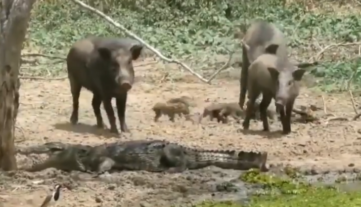 crocodile and wild boar