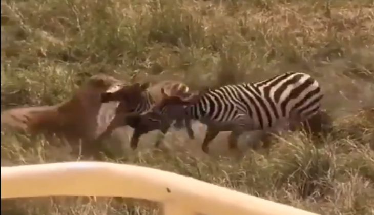 viral video
