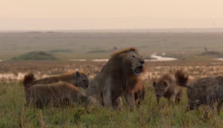 Hyena