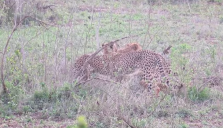 Cheetah V/s Lioness