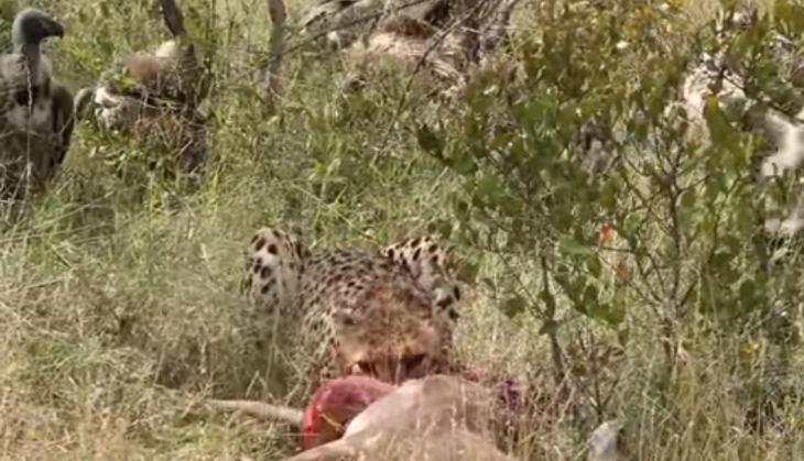 Cheetah V/s Vulture