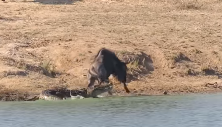 Crocodile V/s Bison