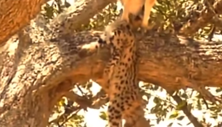 Eagle attack on Leopard's baby