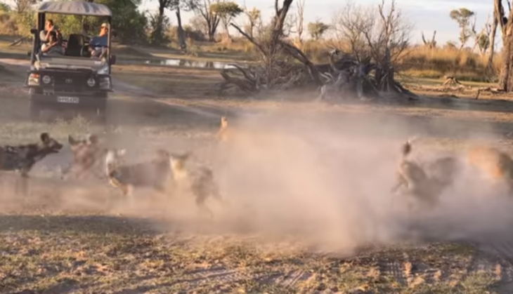 Lioness Wild Dog fight