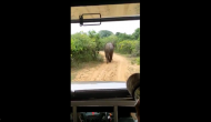Tourists chase elephant in their vehicle; what happens next is dangerous