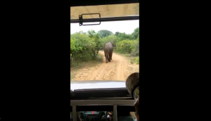 Tourists chase elephant in their vehicle; what happens next is dangerous