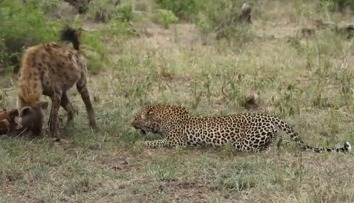Leopard