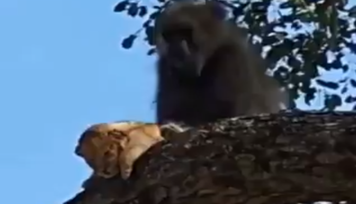 Lion cubs and baboon