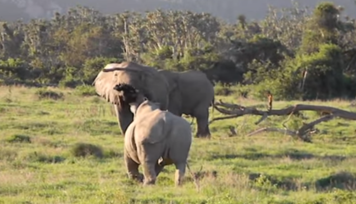 Elephant and Rhino