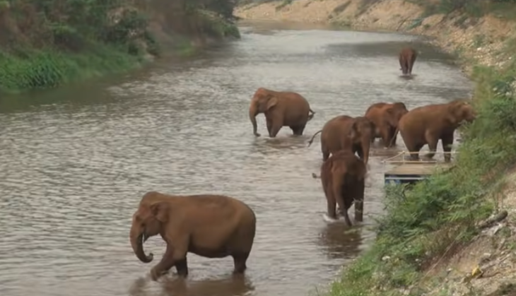Elephant search operation