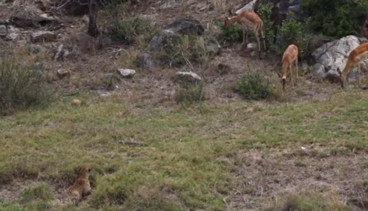 Leopard attack