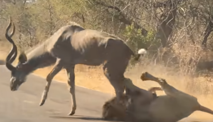Lion and Deer