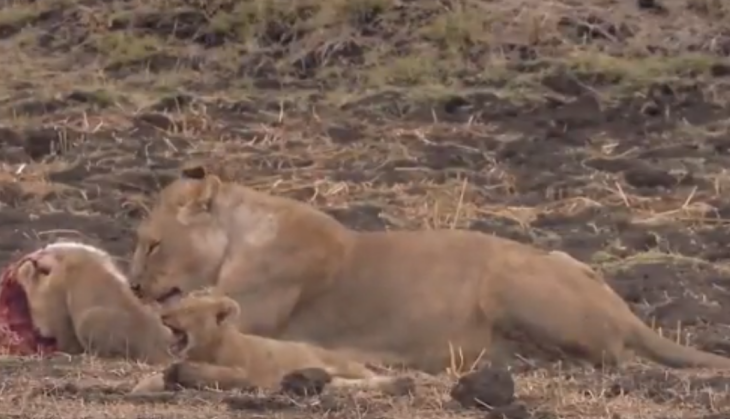 Lioness