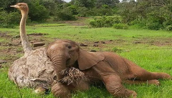 Ostrich and Elephant