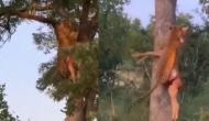 हिरण को लेकर पेड़ पर चढ़ गया तेंदुआ, वीडियो में देखें शिकारी की बेजोड़ ताकत