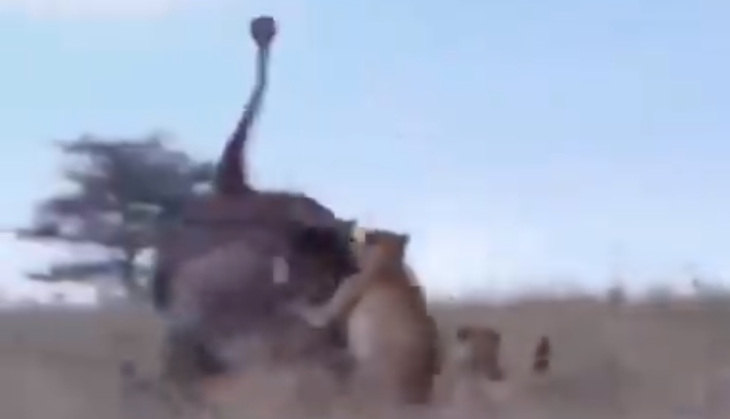 Cheetah attacks on Ostrich