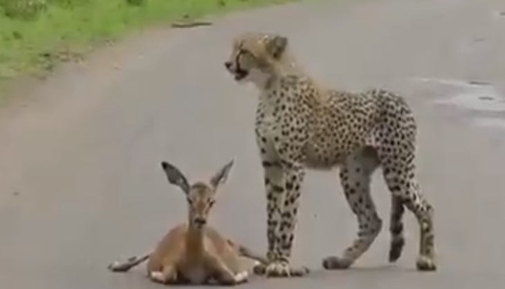 Cheetah and Fawn
