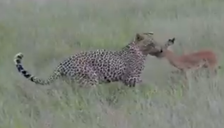 Leopard